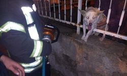Manisa'da korkuluk demirine sıkışan köpek kurtarıldı