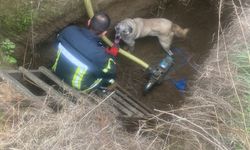 Salihli'de tahliye havuzuna düşen köpek kurtarıldı