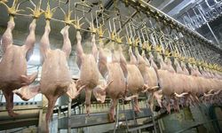 Son Dakika! Ticaret Bakanlığı tavuk ihracatını yasakladı