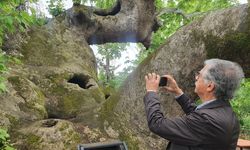 Demirci'de anıt ağaç çevre illerden ziyaretçi çekiyor