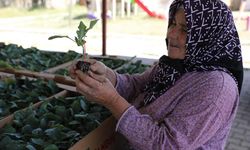 Manisa'da üreticilere fide desteği devam ediyor