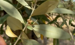 Zeytin güvesinin zararları ve etkileri