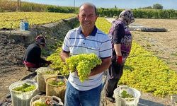 Hakan Gürtunca, ‘üzüm üretimi çok düşük rekolteyle gerçekleşti’