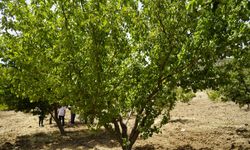 Meyve bahçesinde hasat başladı