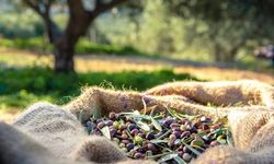 Zeytin hasadında dikkat edilmesi gereken hususlar