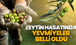 Manisa’da zeytin hasat yevmiyeleri belli oldu