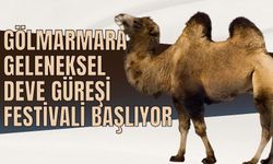 Gölmarmara'da Geleneksel Deve Güreşi Festivali 19 Ocak'ta Başlıyor