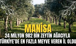 Manisa, 24 Milyon 982 Bin Zeytin Ağacıyla Türkiye’de En Fazla Meyve Veren İl Oldu