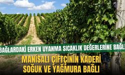 Bağlardaki yaşanan erken uyanma sıcaklık değerlerine bağlı! Manisalı çiftçinin kaderi soğuk ve yağmura bağlı