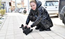 Manisa’da Sokak Hayvanları İçin Ortak Akıl ve Bilimsel Yaklaşım