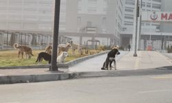 Manisa’da köpek sürüleri korku saçıyor