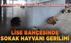 Manisa’da Eğitim Mi, Tehlike Mi? Lise Bahçesinde Sokak Hayvanı Gerilimi