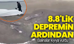 8.8'lik büyük depremin ardından Japonya sahillerinde tedirgin eden manzara: Balinalar kıyıya vurdu