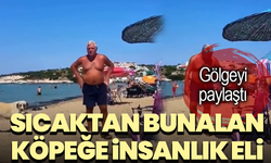 Sıcaktan bunalan köpeğe insanlık eli: Gölgeyi paylaştı