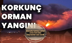 Orman yangını dehşeti: Mahalle tahliye edildi, evler kül oldu, hayvanlar can verdi