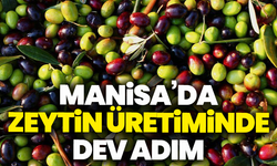 Manisa’da zeytin üretiminde dev adım