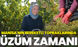 Manisa’nın bereketli topraklarında üzüm zamanı