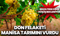 Don felaketi Manisa tarımını vurdu: Rekoltede ciddi düşüş bekleniyor