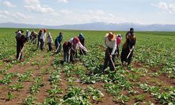 Manisa’da tarım işçilerinin yevmiyesi ne kadar olacak? Şok iddia: Beklentinin altında kaldı!