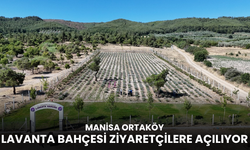 Manisa Ortaköy Lavanta Bahçesi ziyaretçilere açılıyor