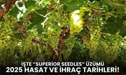 “Superior Seedles” üzümünde hasat ve ihracat tarihleri belirlendi!