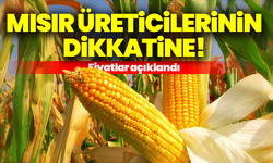 Mısır üreticilerinin dikkatine! Fiyatlar açıklandı
