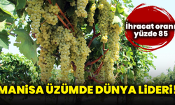 Manisa üzümde dünya lideri! İhracat oranı yüzde 85