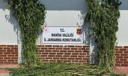 Manisa’da kök kenevir ele geçirildi: 2 kişi gözaltına alındı