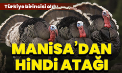 Manisa hindi yetiştiriciliğinde Türkiye’nin lideri oldu