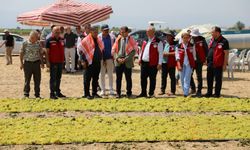 Türkiye’nin üzümü Manisa’dan