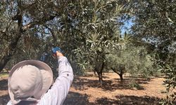 Manisa'da xylella yaprak yanıklığı sürveyi