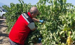 Manisa’da organik tarım denetimleri sıklaşıyor