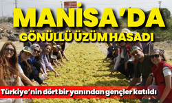 Manisa’da gönüllü üzüm hasadı: Türkiye’nin dört bir yanından katılım
