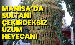 Manisa Ticaret Borsası'nda sultani çekirdeksiz üzüm açılışı