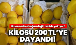 Manisa’da limon aldı başını gidiyor: Kilosu 200 TL'ye dayandı!
