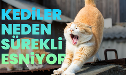 Kediler neden sürekli esniyor?