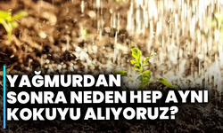 Yağmurdan sonra neden hep aynı kokuyu alıyoruz?