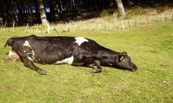 ‘Deli dana’ alarmı! Sakatat tüketimine dikkat edin