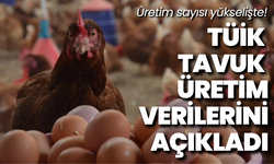 TÜİK tavuk üretim verilerini açıkladı: Üretim sayısı yükselişte!