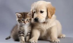 Manisa’da hayvan sahiplerine uyarı: Son gün 31 Aralık!