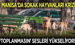 Manisa’da Sokak Köpekleri Tartışması Büyüyor: ‘Toplatılmasın’ Çağrısı Yükseldi!