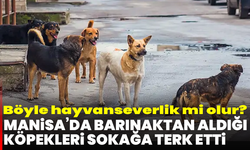 Böyle hayvanseverlik mi olur? Manisa’da barınaktan aldığı köpekleri sokağa terk etti