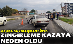 Yola çıkan köpek zincirleme kazaya neden oldu