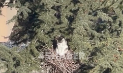 Kedi Öyle Bir Yeri Yuva Seçti Ki...