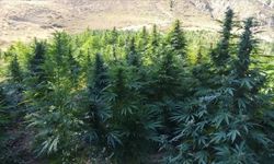 Kenevir yetiştiriciliğinde yeni karar: 21 ilde üretime izin çıktı