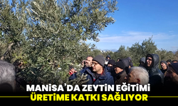 Manisa’da zeytin eğitimi üretime katkı sağlıyor