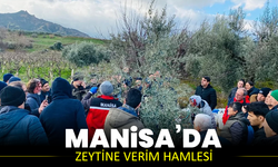 Salihli’de zeytine verim hamlesi