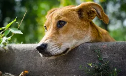 Manisa'da Sahipsiz Sokak Köpekleri İçin Dev Hamle