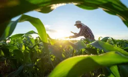 Manisalı Çiftçilere Son Uyarı: İyi Tarım Desteğinde Kritik Tarih Yaklaşıyor