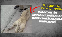 Kamyonetin arkasına bağlanan köpek dakikalarca sürüklendi